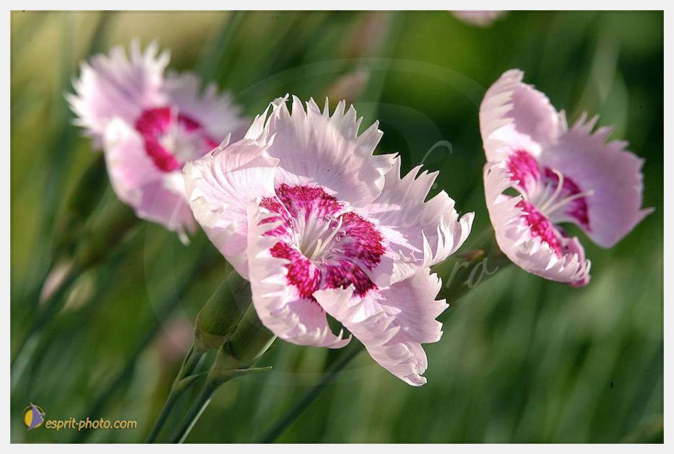 Nom de l'image : D1035175 — Description :