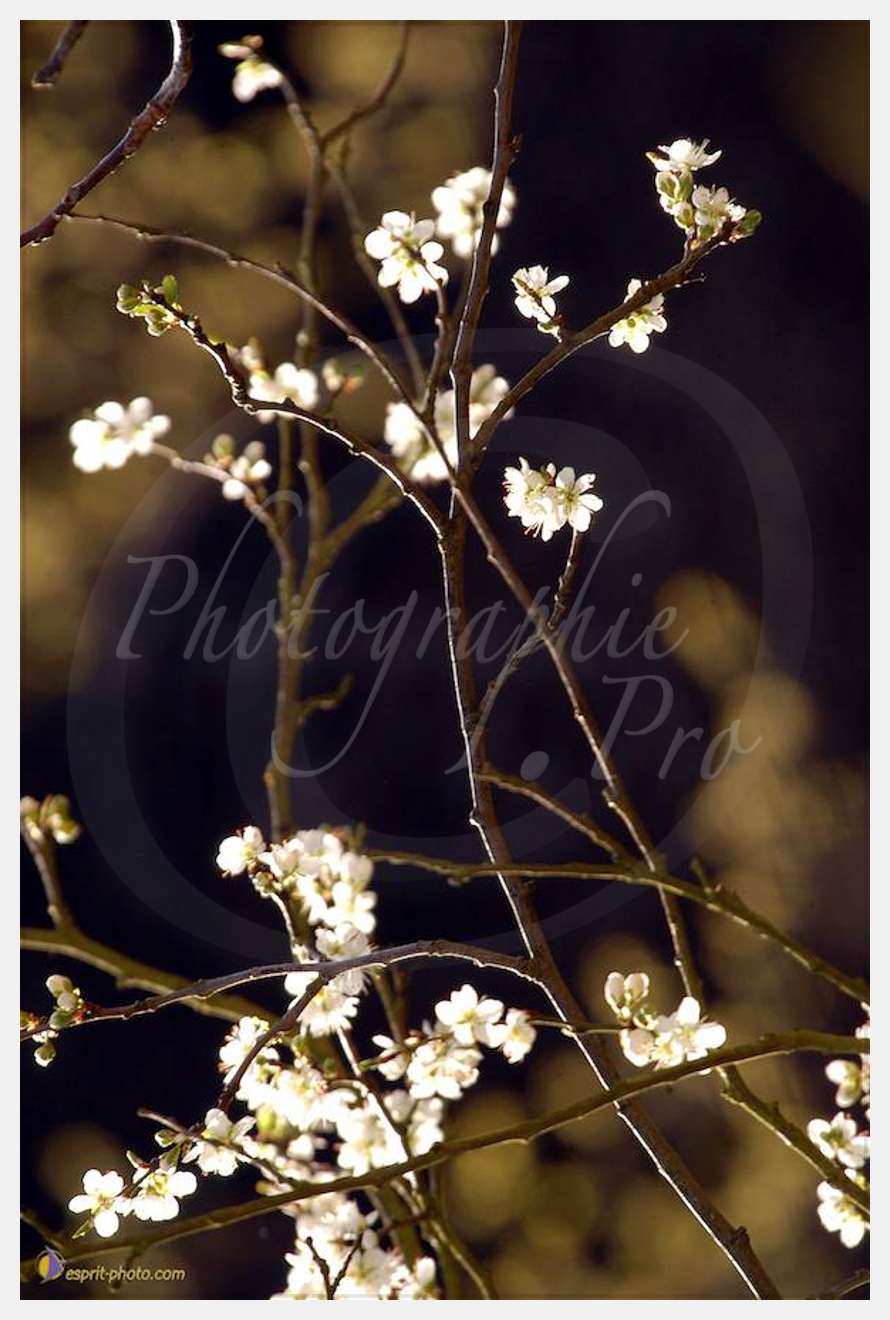Nom de l'image : D1120021-01 — Description :  PE?lerinage de Chartres 2004
