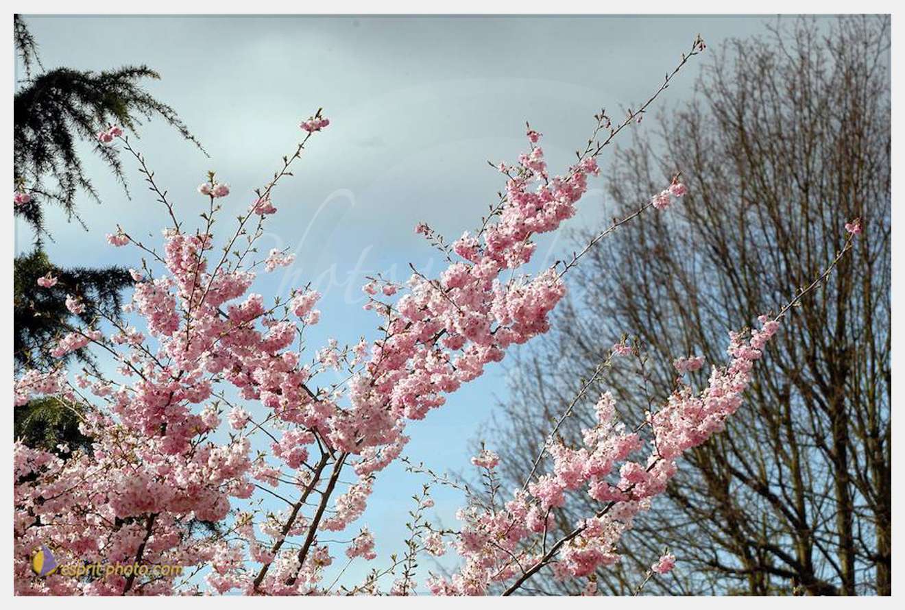 Nom de l'image : D1120233-01-2 — Description :  PE?lerinage de Chartres 2004