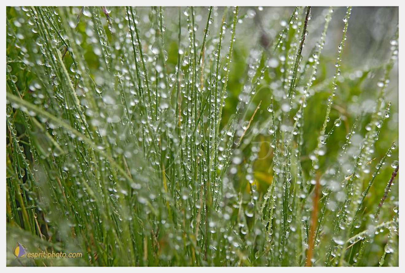 Nom de l'image : D2026906-1 — Description :