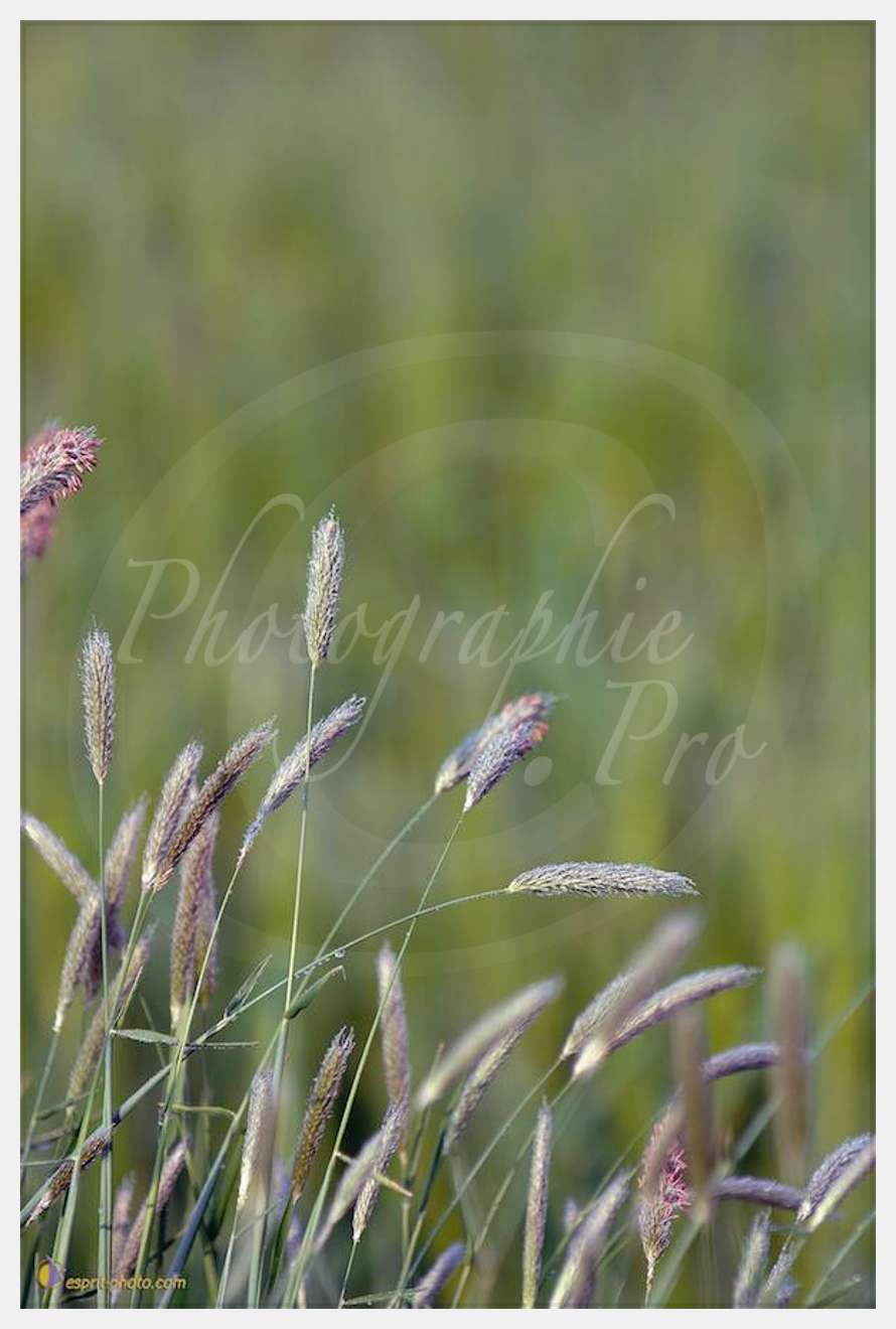 Nom de l'image : D2162537_1-2 — Description :