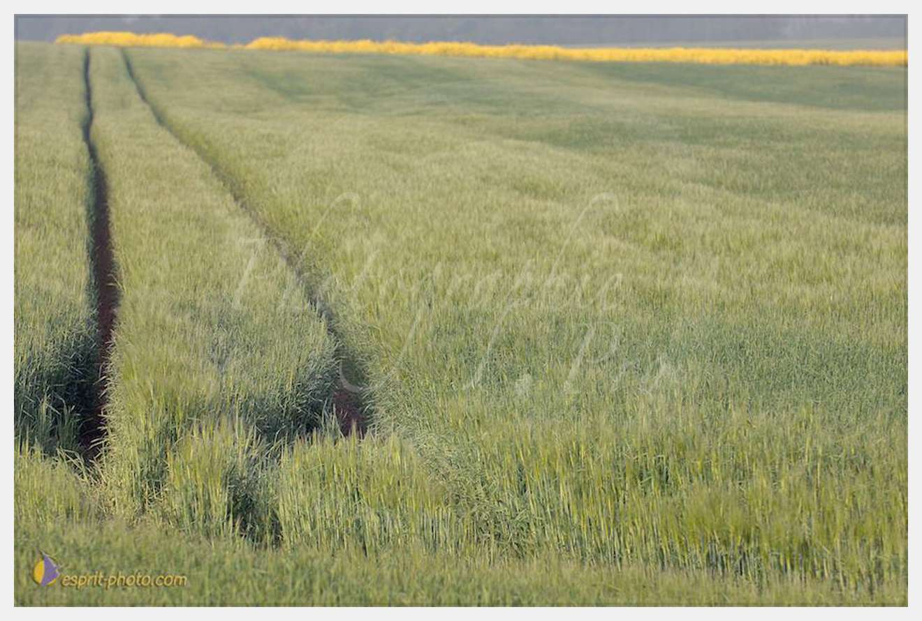 Nom de l'image : D2162560_1-2 — Description :