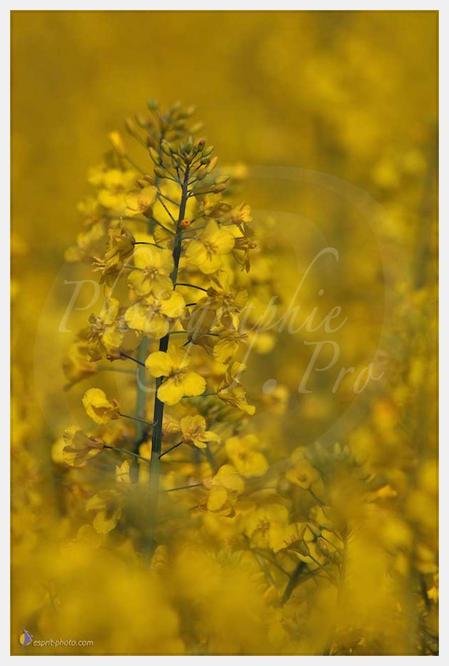 Nom de l'image : D2162574_1 — Description :