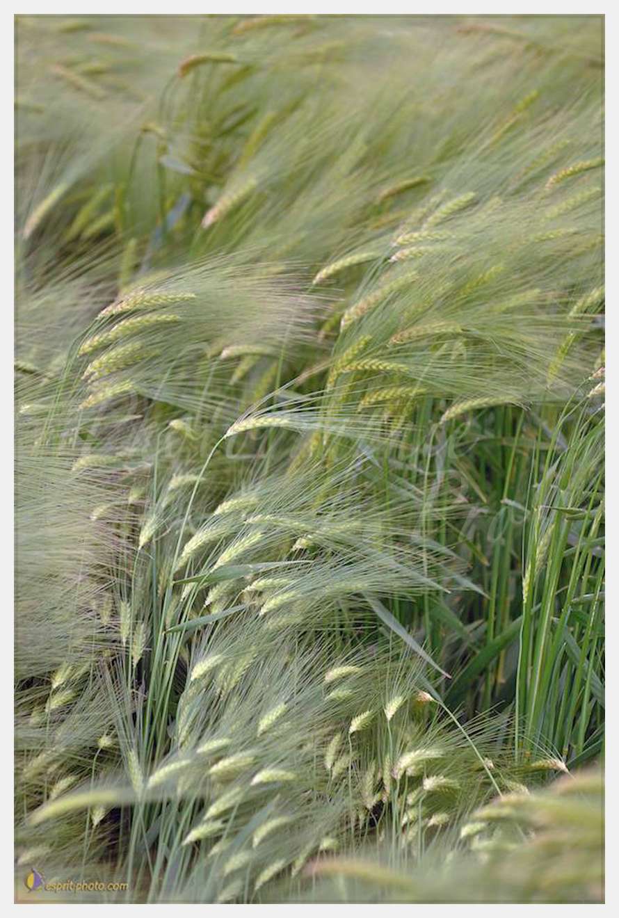 Nom de l'image : D2166561_1 — Description :  Champ de blE? - animaux  Philmain