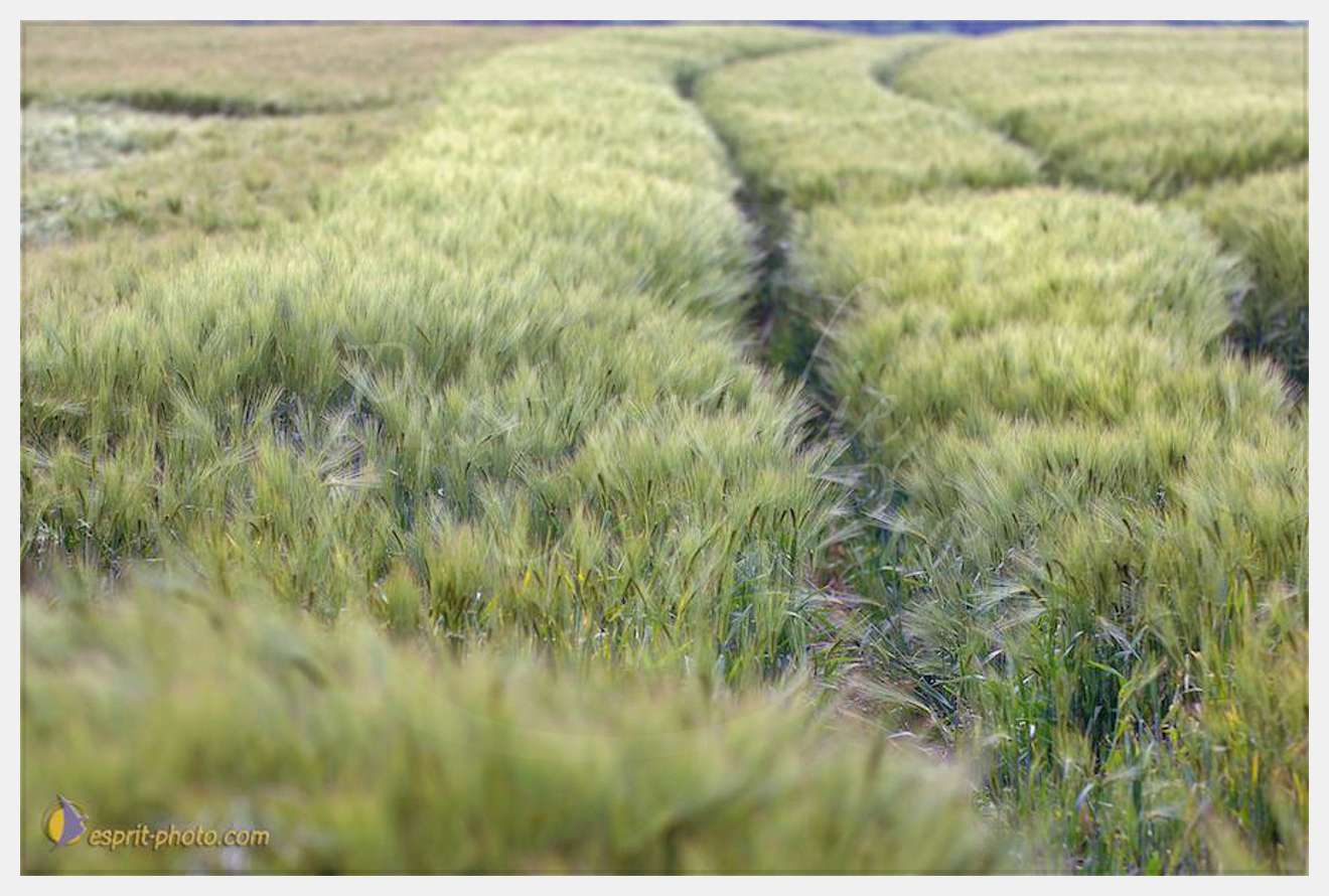 Nom de l'image : D2166613_1 — Description :  Champ de blE? - animaux  Philmain