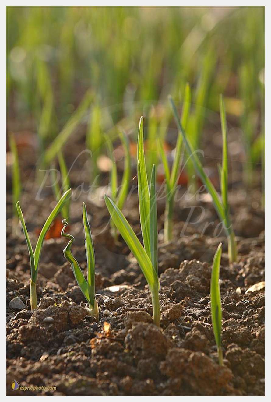 Nom de l'image : D2214023_1 — Description :