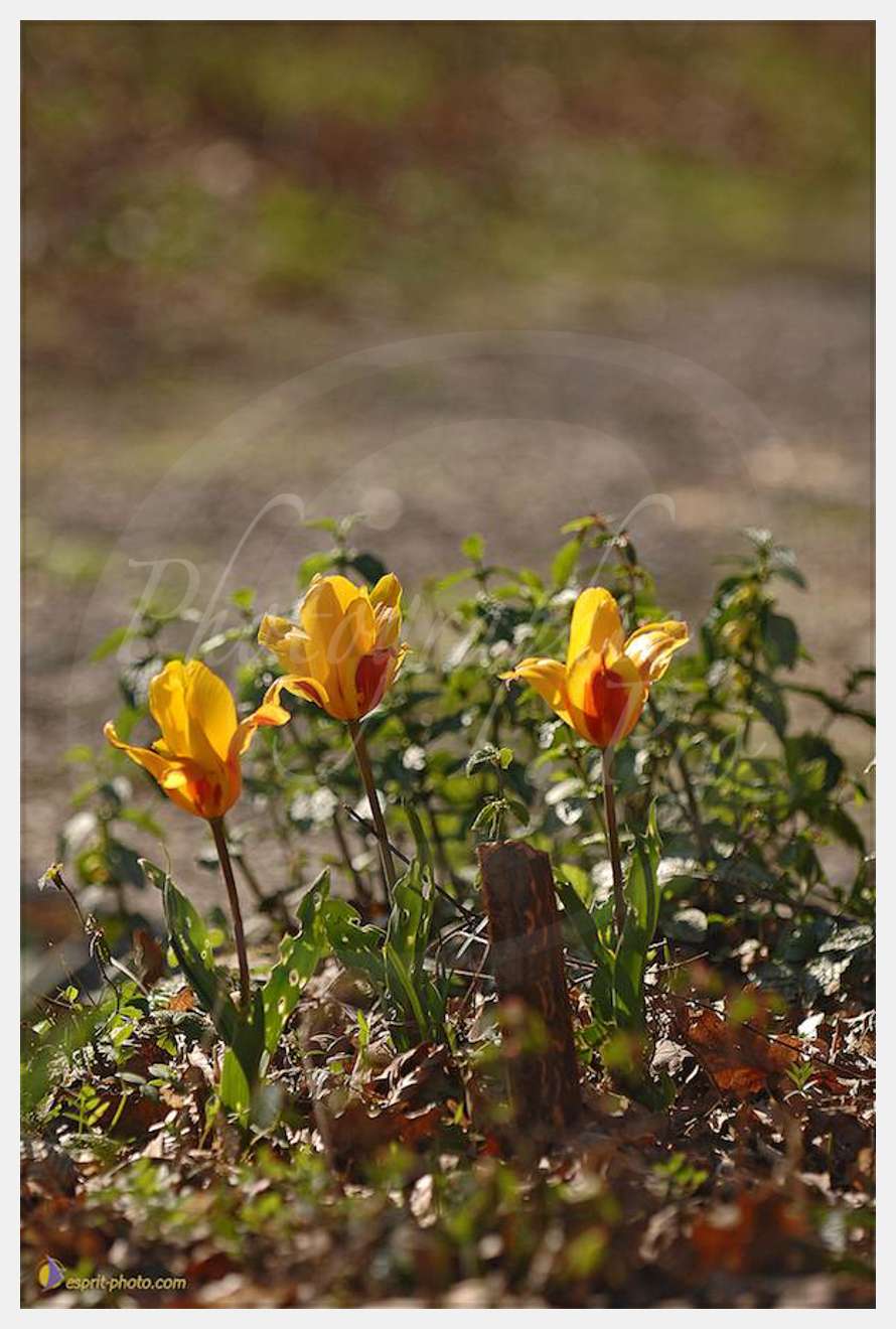 Nom de l'image : D2221913_1 — Description :