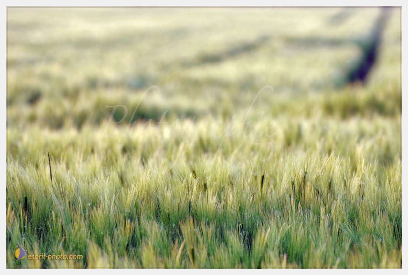 Nom de l'image : D2225108_1 — Description :