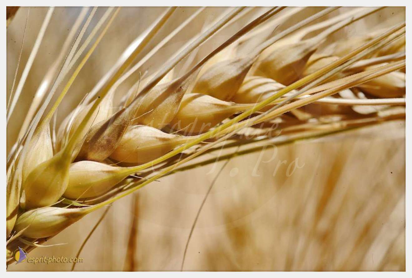 Nom de l'image : D30014319_1-2 — Description :