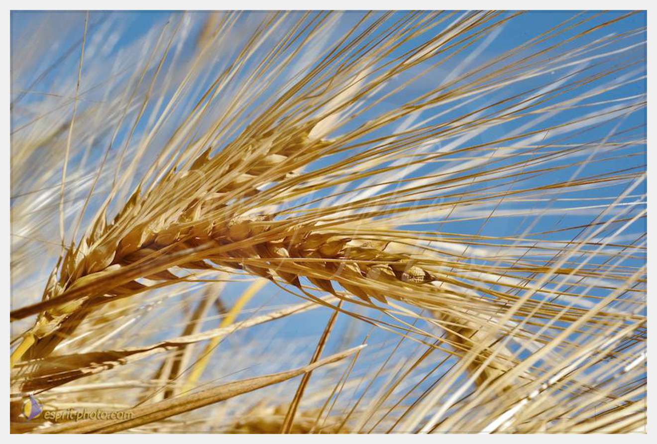 Nom de l'image : D30014329_1 — Description :