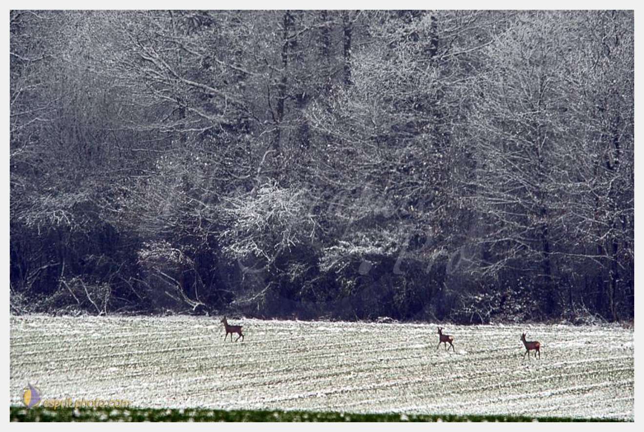 Nom de l'image : D30038052_1 — Description :