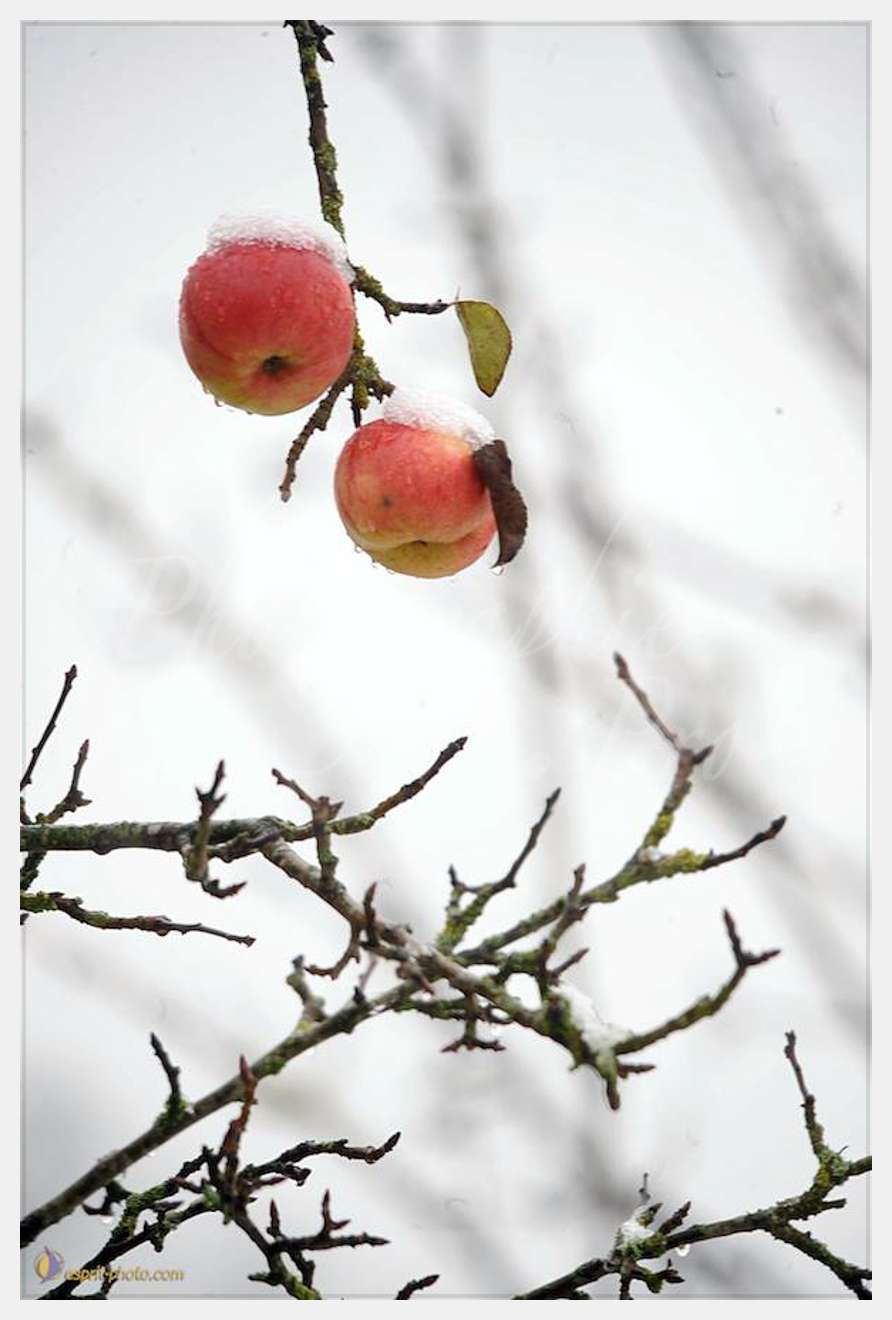 Nom de l'image : D30038092_1 — Description :