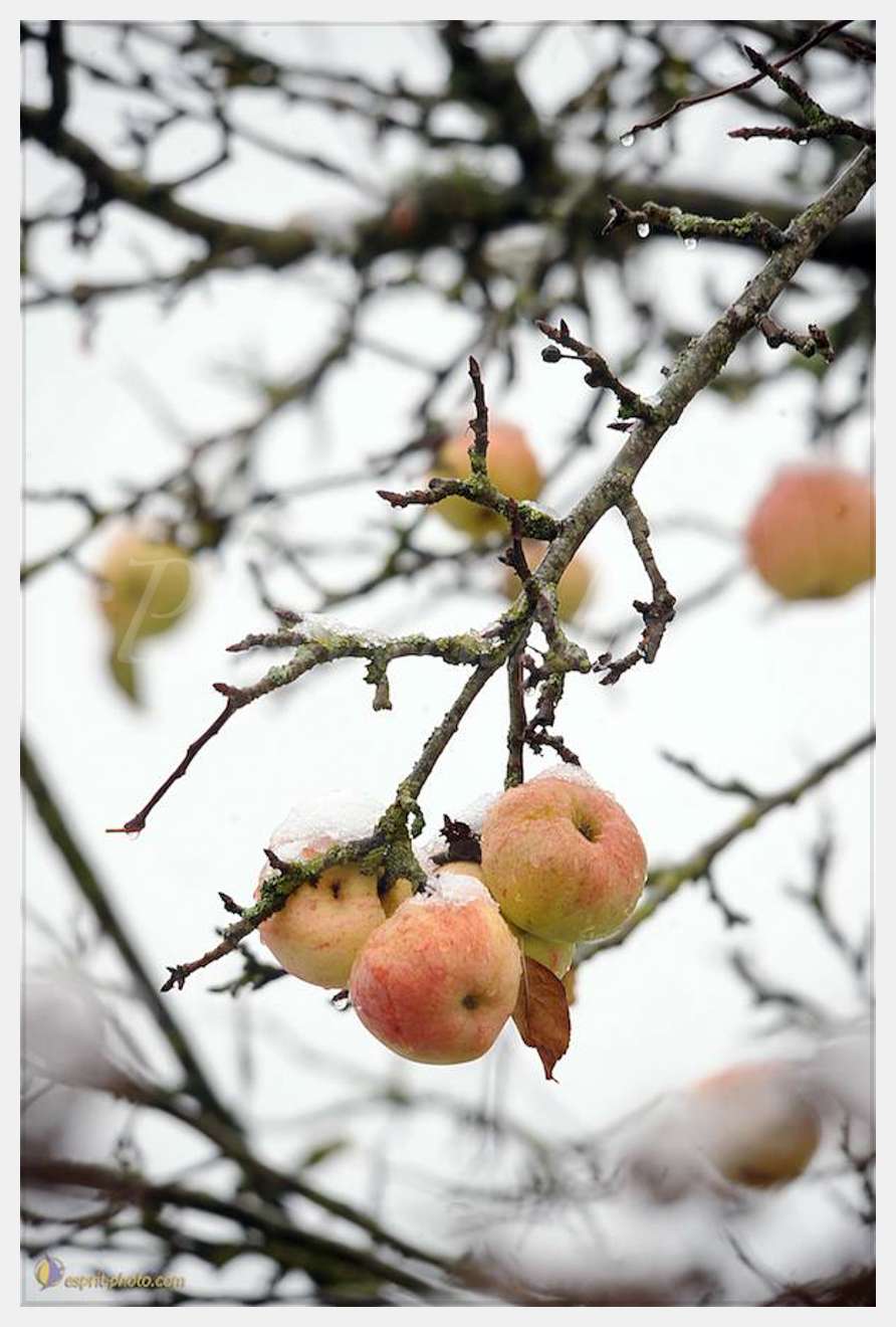 Nom de l'image : D30038094_1 — Description :