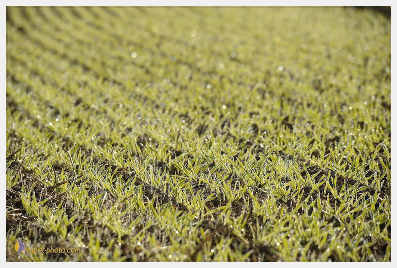 Nom de l'image : D30083135_1 — Description :