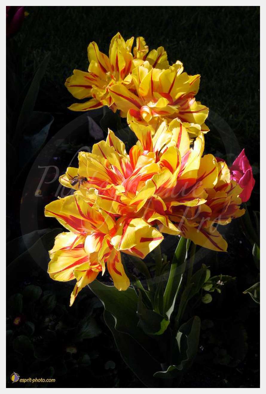 Nom de l'image : EG-Nat-141 — Description :