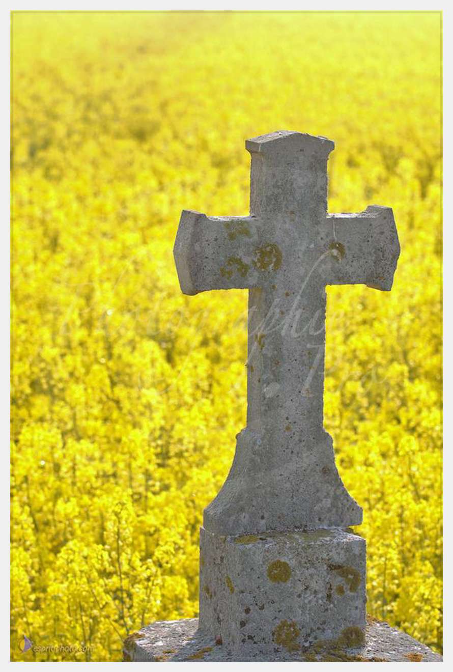 Nom de l'image : D2162611_1 — Description :