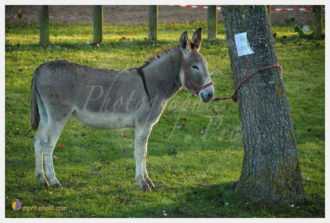 Nom de l'image : D30082779_1-2 — Description :