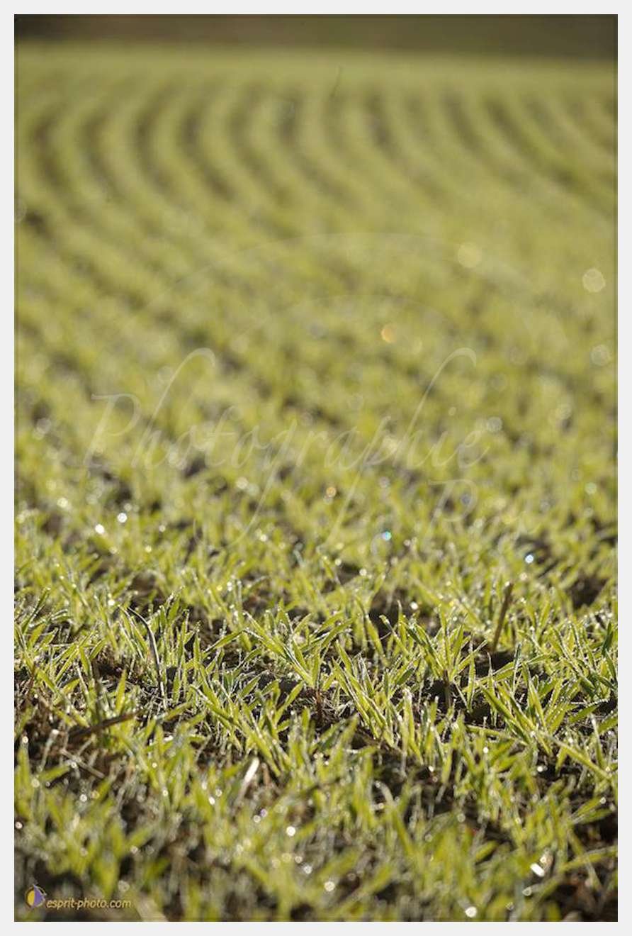 Nom de l'image : D30083139_1-2 — Description :