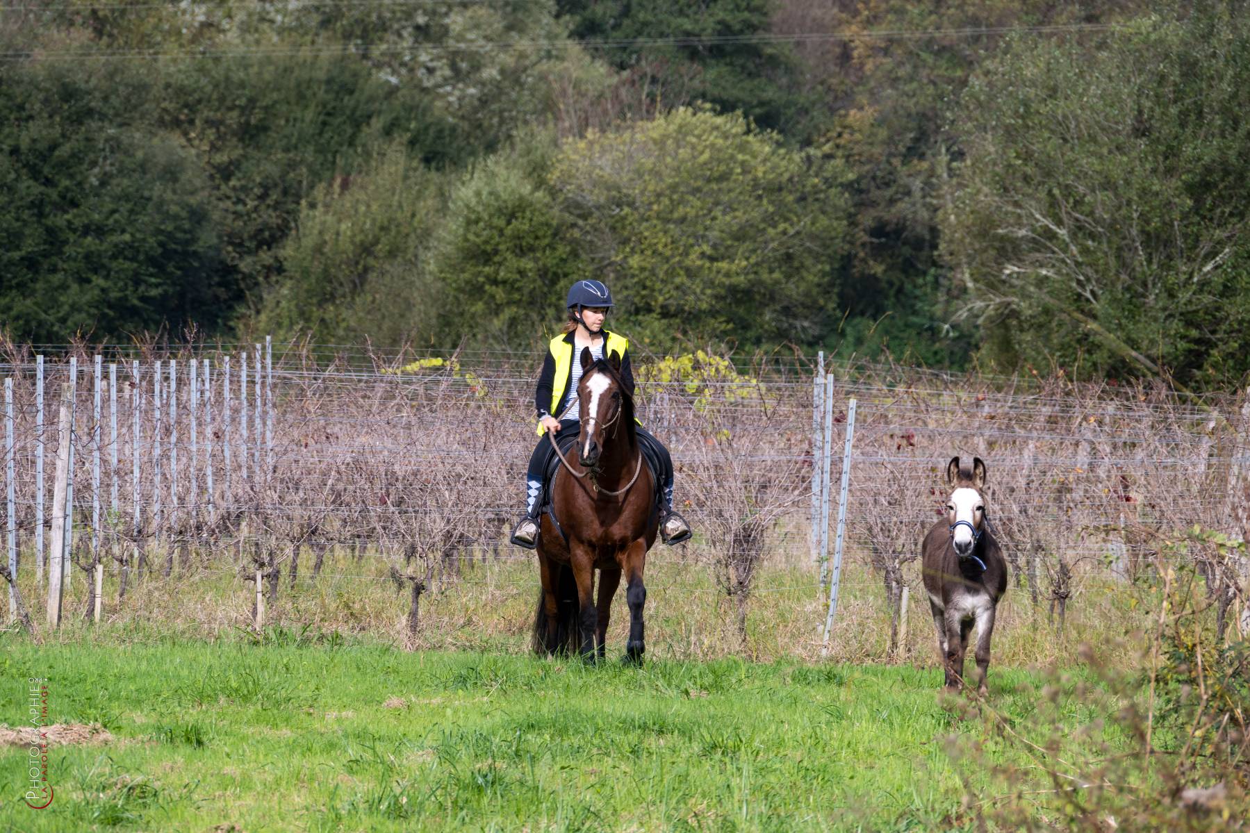 Nom de l'image : NZ9016808_c_PhotoGraphie.Pro — Description :